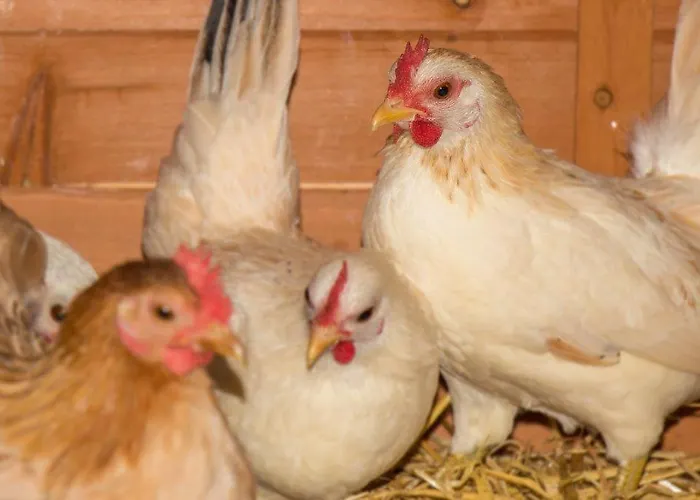 Appartement Aparthaus Alpenzauber Neustift im Stubaital