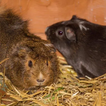 アパート Aparthaus Alpenzauber ノイシュティフト・イム・シュトゥーバイタール