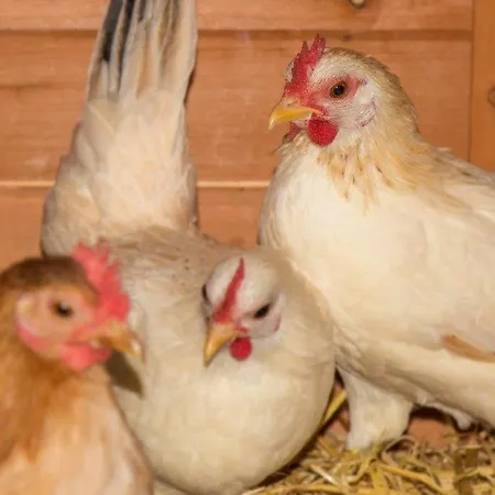 Apartmán Aparthaus Alpenzauber Neustift im Stubaital